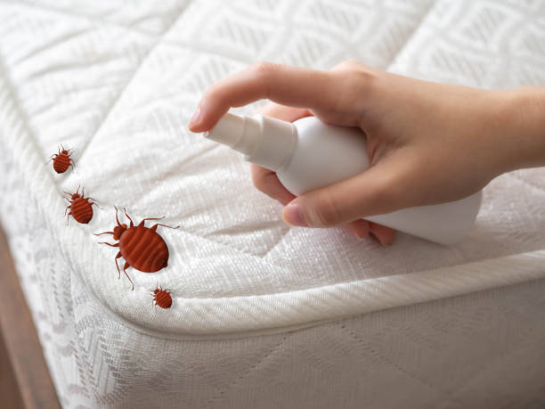 Trusted Eatonville, WA Pest Control Experts