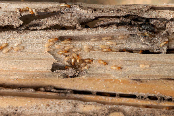 Best Spider Control Near Me  in Eatonville, WA